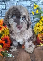Charlotte., a female Goldendoodle for sale in Centerville, IA – 2 of 6