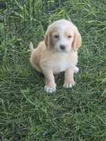 Filmore., a male Basset Hound and Poodle - Standard  for sale in Centerville, IA – 2 of 3