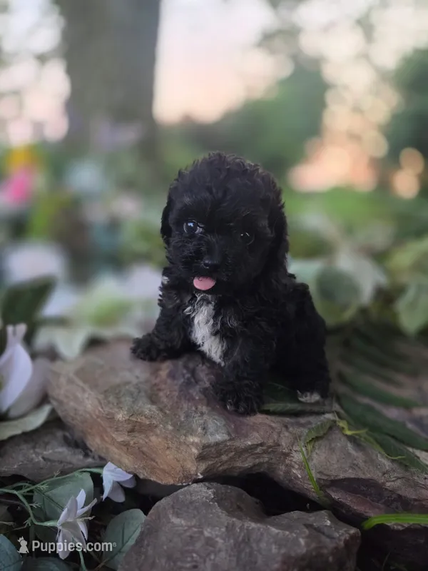 Penny. – Cavapoo puppy for sale in Centerville, IA