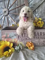 Luna., a female Goldendoodle for sale in Centerville, IA – 2 of 10