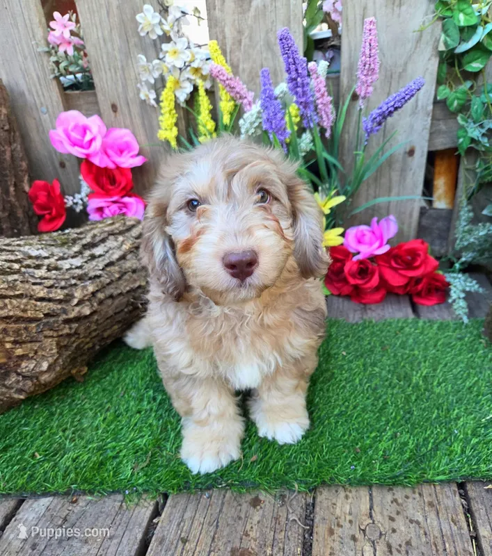 Addie – Miniature Goldendoodle puppy for sale in Centerville, IA