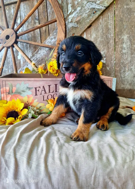 Frank – Bernedoodle puppy for sale in Centerville, IA