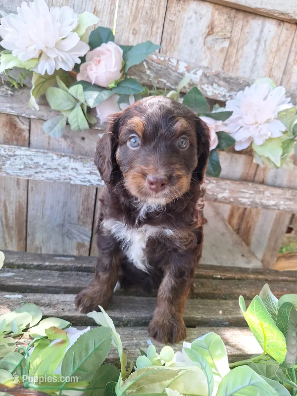 Bailey – Bernedoodle puppy for sale in Centerville, IA