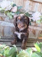 Bailey, a female Bernedoodle for sale in Centerville, IA – 1 of 6