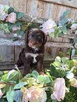 Bailey, a female Bernedoodle for sale in Centerville, IA – 6 of 6
