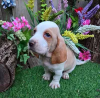 Sweetie, a male Basset Hound for sale in Centerville, IA – Photo 3 of 3