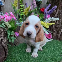 Sweetie, a male Basset Hound for sale in Centerville, IA – Photo 2 of 3