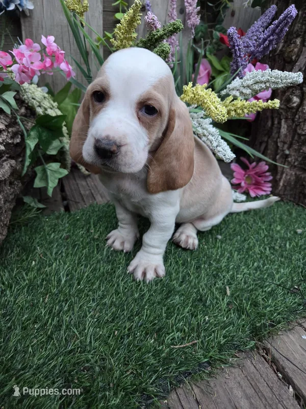 Sweetie – Basset Hound puppy for sale in Centerville, IA
