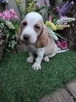 Sweetie, a male Basset Hound for sale in Centerville, IA – Photo 1 of 3