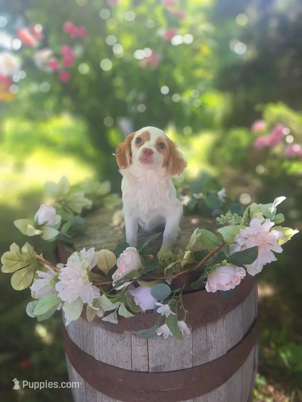 Classy. – Miniature Goldendoodle puppy for sale in Centerville, IA