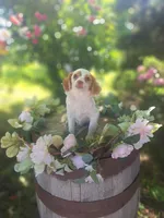 Classy., a female Miniature Goldendoodle for sale in Centerville, IA – 1 of 10
