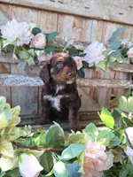 Bailey, a female Bernedoodle for sale in Centerville, IA – 5 of 6