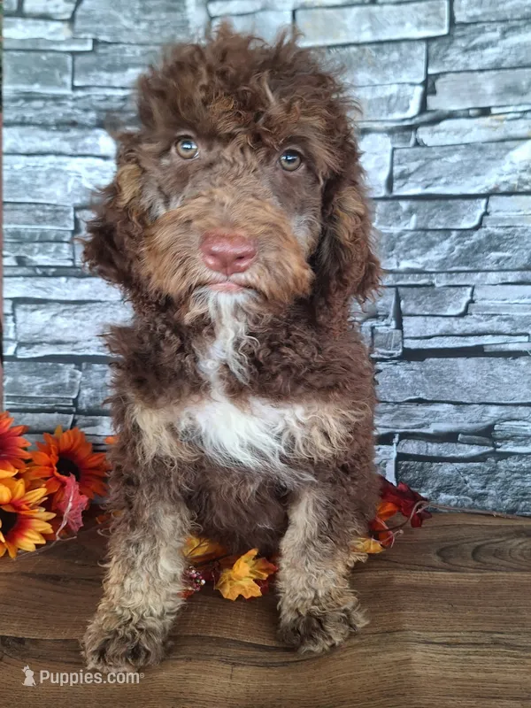 Bailey – Goldendoodle puppy for sale in Centerville, IA