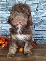 Bailey, a female Goldendoodle for sale in Centerville, IA – 1 of 6