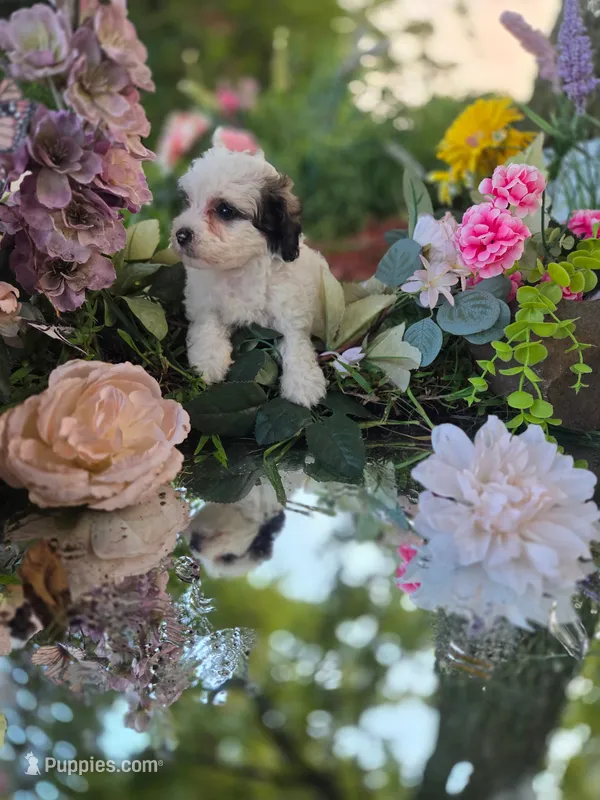 Dolly. – Bernedoodle puppy for sale in Centerville, IA