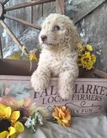 Luna., a female Goldendoodle for sale in Centerville, IA – 6 of 10