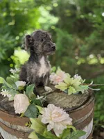 Lucy, a female Jack Russell Terrier and Poodle - Toy  for sale in Centerville, IA – 3 of 5