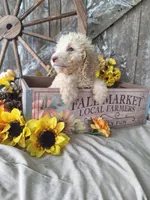 Charlie, a male Goldendoodle for sale in Centerville, IA – 5 of 7
