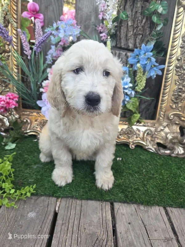 Lucy. – English Goldendoodle puppy for sale in Centerville, IA