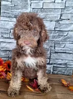 Bailey, a female Goldendoodle for sale in Centerville, IA – 3 of 6