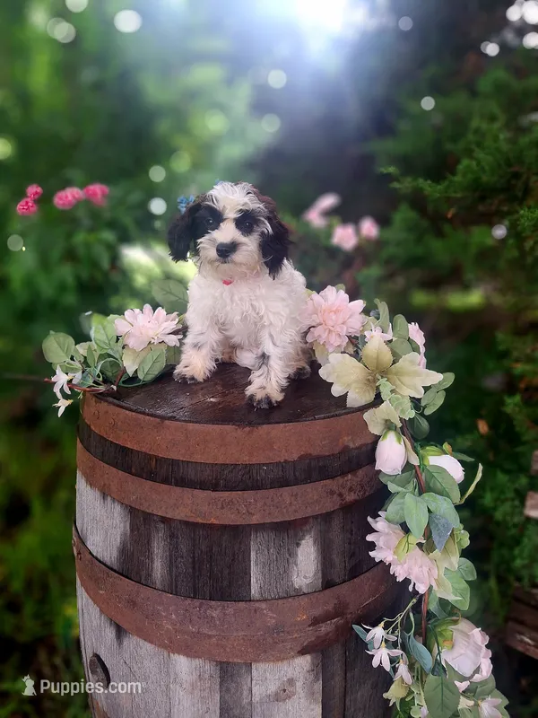 Cecilia – Miniature Goldendoodle puppy for sale in Centerville, IA