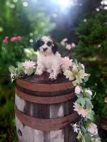 Cecilia, a male Miniature Goldendoodle for sale in Centerville, IA – 1 of 9