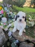 Dolly., a female Bernedoodle for sale in Centerville, IA – 10 of 10