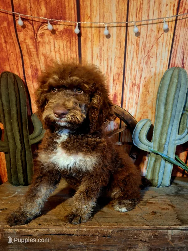 Bailey – Goldendoodle puppy for sale in Centerville, IA