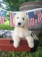 Teddy., a female English Goldendoodle for sale in Centerville, IA – 2 of 4