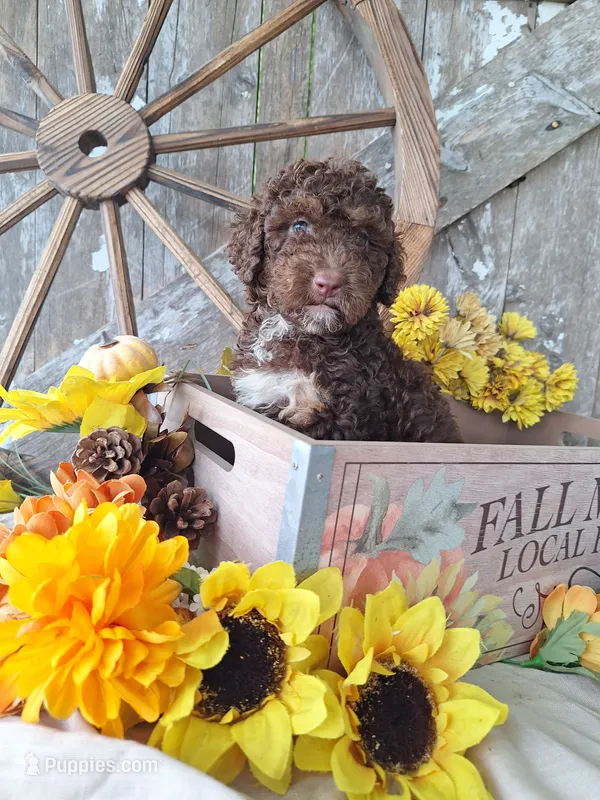 Bailey – Goldendoodle puppy for sale in Centerville, IA