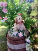 Abby, , a female Miniature Goldendoodle for sale in Centerville, IA – 4 of 7