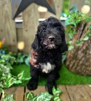 Baxter., a female English Goldendoodle for sale in Centerville, IA – 1 of 4