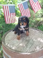 Maverick, a male Bernedoodle for sale in Centerville, IA – 9 of 10