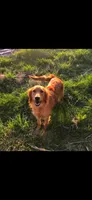 Honey, , a female Bernese Mountain Dog and Golden Retriever for sale in Centerville, IA – 9 of 9