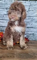 Bailey, a female Goldendoodle for sale in Centerville, IA – 4 of 6