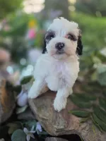Dolly., a female Bernedoodle for sale in Centerville, IA – 7 of 10