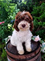 Tammy., a female Miniature Goldendoodle for sale in Centerville, IA – 4 of 8