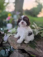 Charles, a male Cavapoo for sale in Centerville, IA – 4 of 9