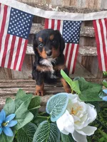 Maverick, a male Bernedoodle for sale in Centerville, IA – 5 of 10