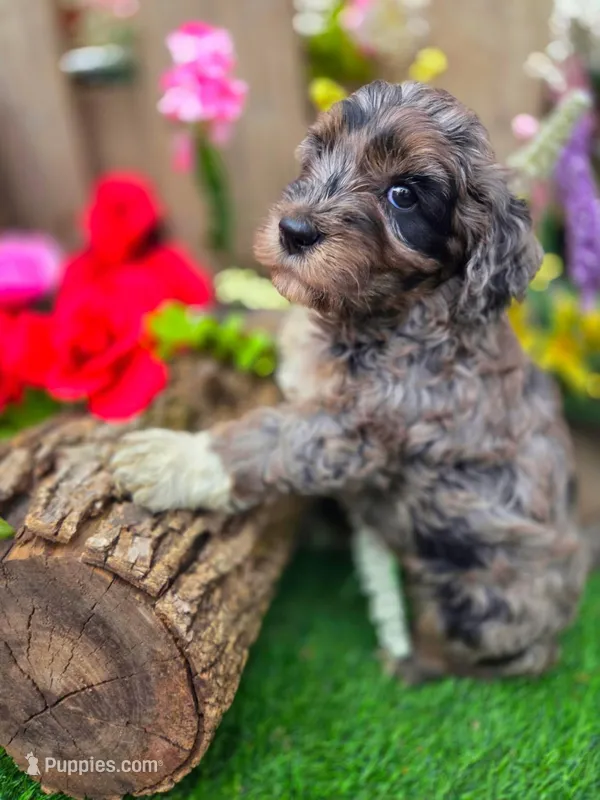 Milo. – Goldendoodle puppy for sale in Centerville, IA
