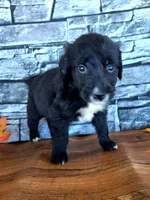 Sally, a female Golden Mountain Dog for sale in Centerville, IA – 3 of 3
