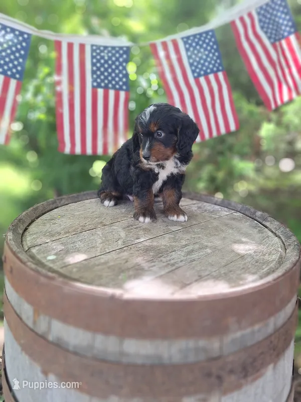 Cody – Bernedoodle puppy for sale in Centerville, IA