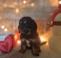 processed/a77ad8ce-a3b2-4e87-aa29-503a94af2b68/listing/f603ddb2-2a6f-43c6-96df-5cc5e6905dc4/a7add321-87d5-4f80-8706-7c7c3ef62c3b