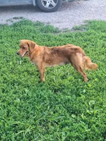 Ranger., a female Bernese Mountain Dog and Golden Retriever for sale in Centerville, IA – 10 of 10