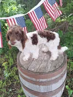 Todd, a male Doxiepoo and Miniature Dachshund for sale in Centerville, IA – 3 of 8