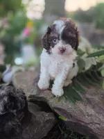 Charles, a male Cavapoo for sale in Centerville, IA – 3 of 9