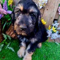 George, a male Goldendoodle for sale in Centerville, IA – Photo 8 of 10