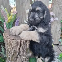 George, a male Goldendoodle for sale in Centerville, IA – Photo 4 of 10