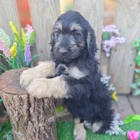 George, a male Goldendoodle for sale in Centerville, IA – Photo 10 of 10