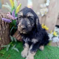 George, a male Goldendoodle for sale in Centerville, IA – Photo 9 of 10